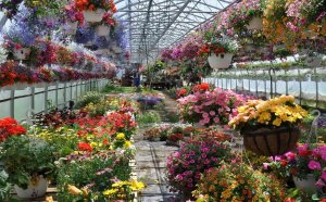 How To Grow In A Greenhouse