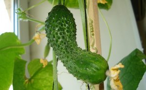 How To Grow A Cucumber