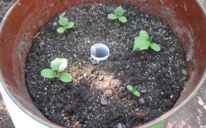Bone Cucumbers