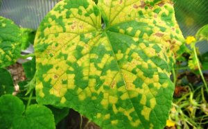 Feeding Of Cucumbers In Heat