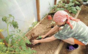 Russad Cucumbers In Heat