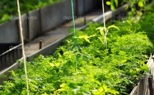 Russada Tomato In The Greenhouse