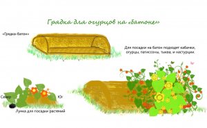 Arrangements For Cucumber Landing