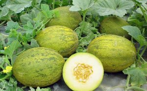 Fertilizer Cultivation In The Greenhouse