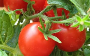 Tomatoes In The Greenhouse
