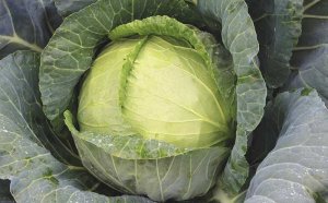 All About Cabbage