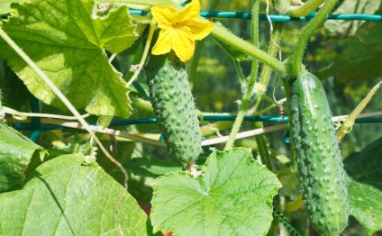 How To Care For Cucumbers