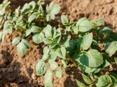 Dutch Potato Production Method