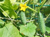 How To Care For Cucumbers