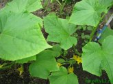 How To Grow A Good Crop Of Cucumbers