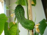 How To Grow A Cucumber