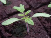 How To Raise Tomatoes In The Greenhouse