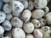 Potatoes On Landing