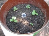 Bone Cucumbers