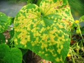 Feeding Of Cucumbers In Heat