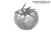 Tomato Drawing