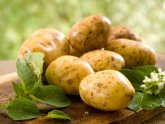 Precipitation Of Early Potatoes