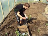 Creating Cucumber Seeds On Sand