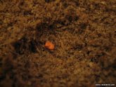 Tomato Seeds