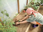 Russad Cucumbers In Heat