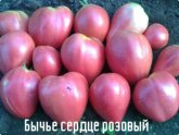 Tomatoes Of Excreta Heart