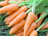 Carrots Fertilizer