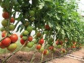 Winter Tomatoes