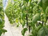 Fertilizer Breeding