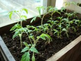 Home-Based Tomato Breeding