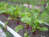 Beet Cultivation