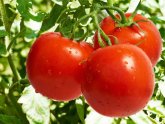 Tomatoes In Greenhouses