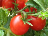 Tomatoes In The Greenhouse