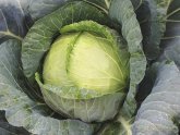 All About Cabbage