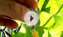 Как вырастить огурцы на балконе,How to grow cucumbers on