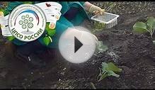 Выращиваем брокколи. Борьба с вредителями капусты брокколи