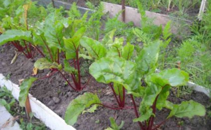 Beet Cultivation